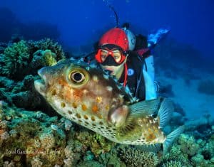 Puffer fish and diver red sea aqaba