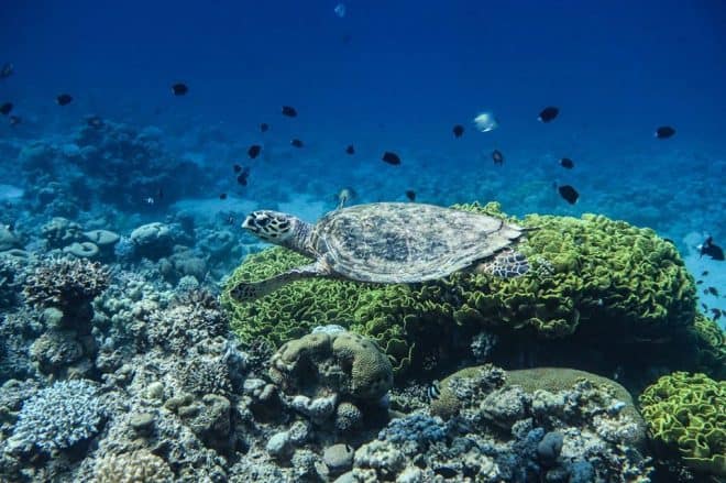 Snorkeling in the Red Sea with green turtle