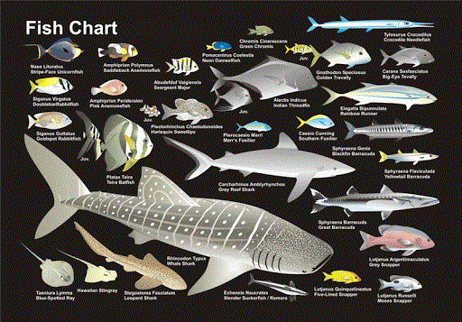 Fish and shark identification course