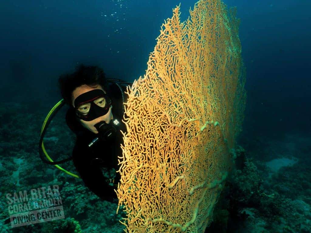 Diving & Snorkeling in Aqaba, Jordan Coral Garden Diving Center