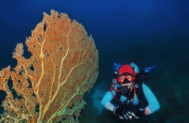beginner level, Gorgonia coral corals diving in Aqaba, Места для дайвинга в Иордании