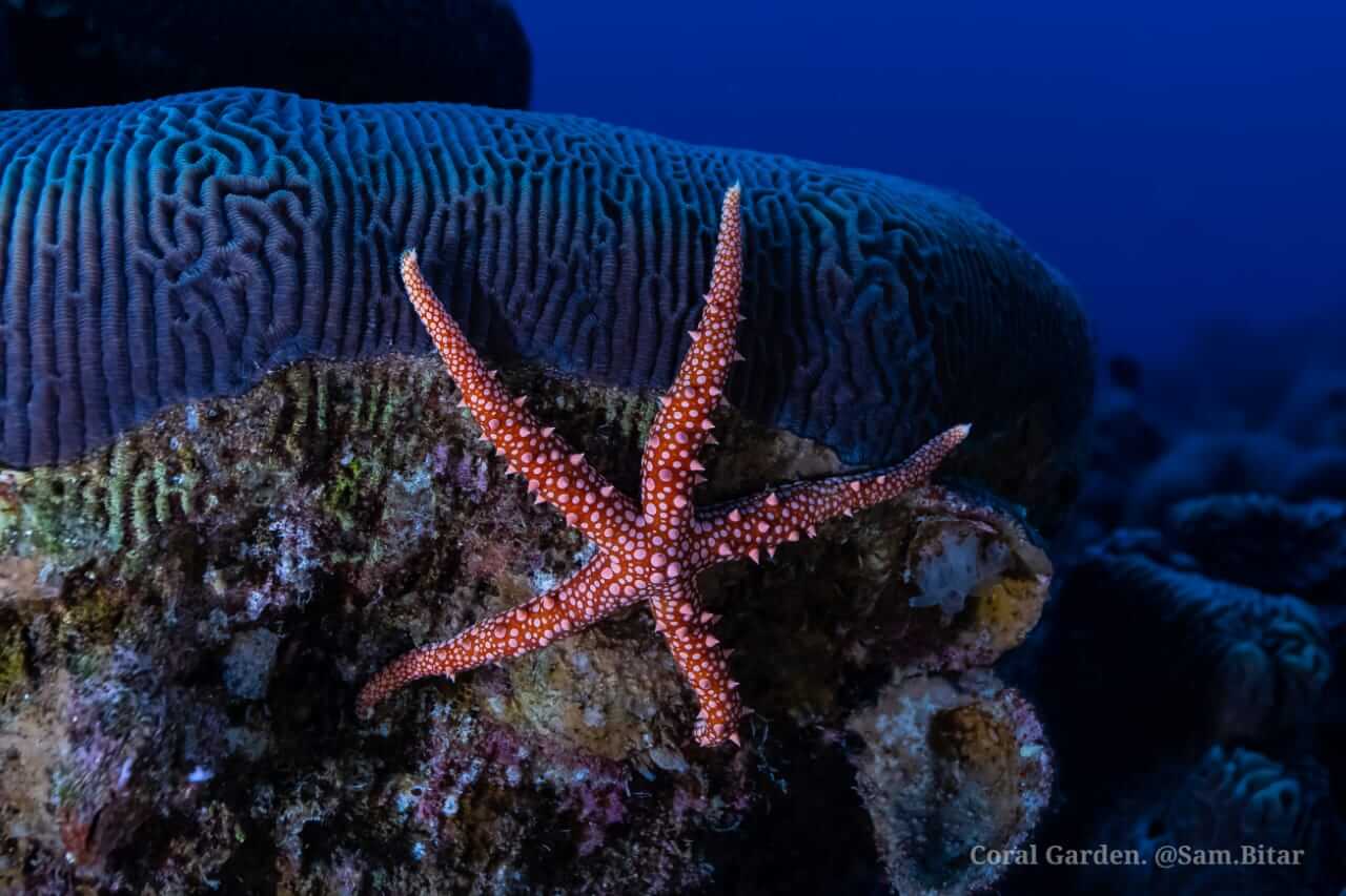 sea star, marine life in Aqaba